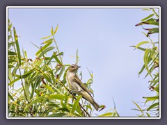 Red Eyed Vireo - Vireo olivaceus