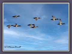 Red Head Ducks - Rotkopfente - Aythya americana