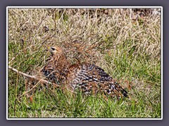 Red Shouldered Hawk mit Beute