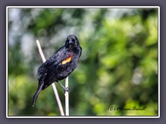 Red Winged Blackbird - Rotflügelstar