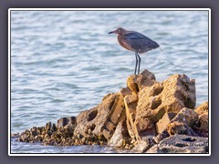 Reddish Egret - Rötelreiher - Egretta rufescens