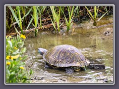 River Cooter Turtle  - Pseudemys Texana