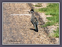 Roadrunner - Rennkuckuck