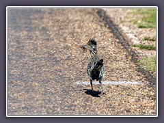 Roadrunner im Palo Duro Canyon