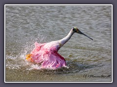 Roseate Spoonbill - Rosa Löffler