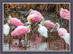 Roseate Spoonbill -Platalea ajaja - Rosa Löffler 