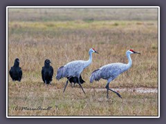 Sandhill Cranes