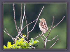 Savanna Sparrow - Grasammer