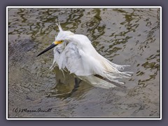 Snowy Egret - Schmuckreiher 