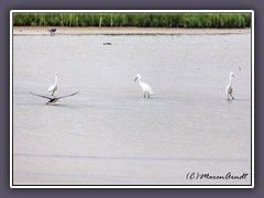 Snowy Egret and Black Skimmer - Wedlands Port Aransas