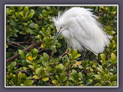 Snowy Egret -Egretta thula - Schmuckreiher