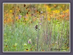 Song Sparrow - Singammer