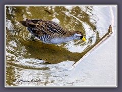 Sora - Carolina Sumpfhuhn