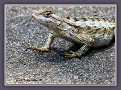 Spiny Lizard - Rockport 