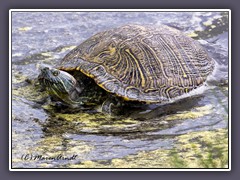 Texas River Cooter - in Texas endemische Süsswasser Schildkröte