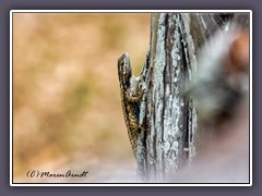 Texas Spiny Lizard - Stachelschuppenleguan