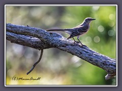 Texas State Bird - Mockingbird