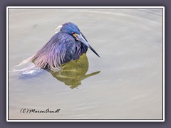 Tricolor Heron - Dreifarbenreiher