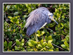 Tricolor Heron - Dreifarbenreiher - Egretta tricolor