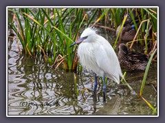 Weißer Reddish Egret