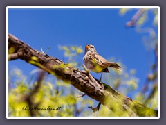 White Crowned Sparrow - Dachsammer