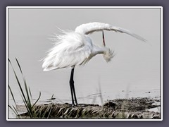 White Morph of Reddish Egret