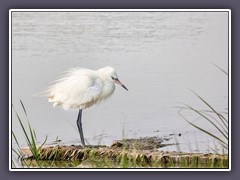 White Morph of Reddish Egret - Rötelreiher