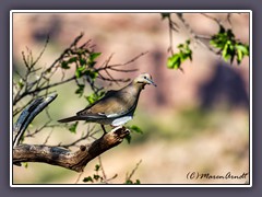 White Winged Dove - Weissflügeltaube