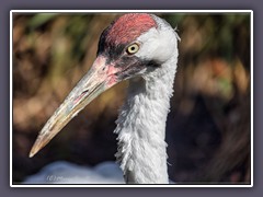 Whooping Crane - Schreikranich