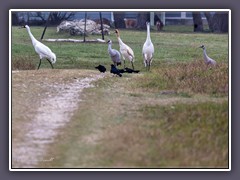 Whooping Cranes sind die größten Vögel der USA 