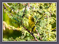 Wilson Warbler - Weibchen  - Mönchswaldsänger