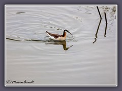 Wilsons Phalarope -  Wilsons Wassertreter