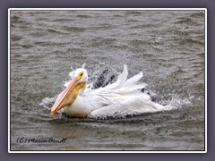 Winter in Texas  - White Pelican -  einer der größten Wasservögel der Welt