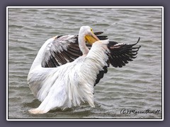 Winter in Texas  - White Pelican - Nashornpelikan