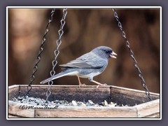 Winter in Texas  - Winteramme r- Junco hyemalis