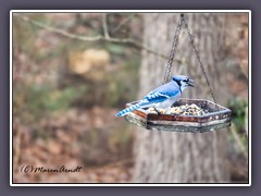 Winter in Texas - Blue Jay - Blauhäher