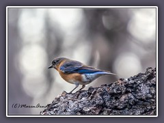 Winter in Texas - Eastern Bluebird - Weibchen - Sialia sialis - Rotbrust Hüttensänger