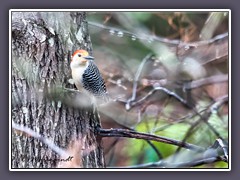 Winter in Texas - Red Bellied Woodpecker - Melanerpes carolinus - Carolina Specht