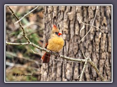 Winter in Texas - Red Cardinal Weibchen - Cardinalis cardinalis