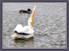 Winter in Texas - White Pelican - Pelecanus erythrorhynchos