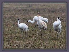 Whooping Cranes überwintern in Texas - die seltenste Kranichart weltweit