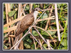 Yellow Billed Cockoo