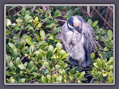 Yellow Crowned Night Heron - Krabbenreiher