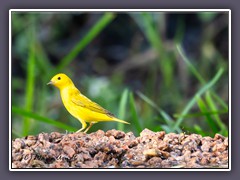 Yellow Warbler