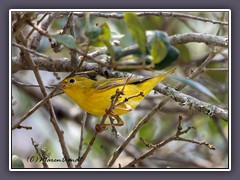 Yellow Warbler - Goldwaldsänger