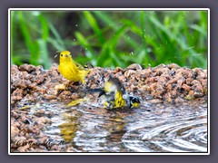 Yellow Warbler and  MagnoliaWarbler