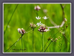 Allium Macrostemon - chinesicher - Knoblauch