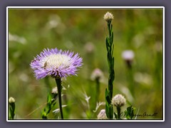 American Basket Flower - amerikanische Flockenblume