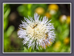 American Basket Flower - Goldenrod Soldier Beetle