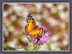 American Painted Lady - Vanessa virginiensis